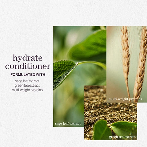 Image 1 - Image shows a product advertisement for a hydrate conditioner, featuring close-up images of sage leaf and green tea leaves, and a spike of wheat, with text reading hydrate conditioner, formulated with sage leaf extract, green tea extract, and multi-weight proteins.
Image 2 - Image of flowing hair with bubbles along one side, above text reading Best shampoo and conditioner Makes my once dry hair so soft and shiny. Every hairdresser I have ever met recommends LOOKFANTASTIC VERIFIED CUSTOMER REVIEW.
Image 3 - A close-up image shows swirling water with bubbles and a quote about a Pureology product, stating it helps hydrate color-treated hair, attributed to Neil Moodie, Pureology UKI ambassador.
Image 4 - Image shows three images stacked vertically featuring a mint leaf, moss, and a rose flower, with the central text reading hydrate conditioner, and the lower text saying after the rain with notes of moss, rose, mint.
Image 5 - Two lavender bottles of hair care products from Pureology, one labeled HYDRATE SHAMPOO and the other HYDRATE CONDITIONER, with text indicating their benefits for hydrating normal to thick color-treated hair and details about vegan ingredients.
Image 6 - A flat, round pink surface is shown alongside a vibrant green powder, with dried yellow plant material scattered near it, and labeled text identifying the ingredients as rose extract, green tea extract, and multi-weight proteins.
Image 7 - Image showing three sections with icons and text highlighting product features: the first section mentions vegan formulas that are sulfate-free for a gentle cleanse, the second addresses recycled bottles made from post-consumer recycled materials, and the third states up to 300+ washes in one bottle, emphasizing that all formulas are highly concentrated, meaning less water needed.