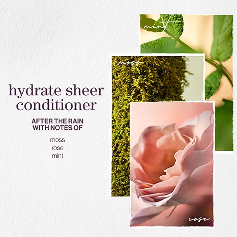 Image 1 - A visually appealing product display featuring three images of natural elements, with text that reads hydrate sheer conditioner, after the rain with notes of moss, rose, and mint.
Image 2 - Image shows two rectangular images overlapping; the top features eucalyptus leaves and the text eucalyptus leaf extract, while the bottom shows wheat stalks with the text wheat proteins, and the words hydrate sheer and formulated with are displayed on the left side.
Image 3 - A side-by-side image shows a woman with a short, curly hairstyle on the left labeled before, and the same woman with a smooth, straight bob hairstyle on the right labeled after, both wearing a white, sheer, dotted blouse.
Image 4 - A comparison image showing hair before and after treatment; the left side features frizzy, unkempt hair labeled before, while the right side shows smooth, shiny hair labeled after with a logo for Pureology in the bottom left corner.
Image 5 - Image features information about hair care products emphasizing vegan formulas, recycled bottles, and concentrated washes, with visible text that reads: vegan formulas* sulfate-free for a gentle cleanse, recycled bottles made from post-consumer recycled materials**, up to 80+ washes in one bottle. All formulas are highly concentrated meaning less water needed.
